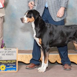 Greater Swiss Mountain Dogs from Majestic Woods Swisses