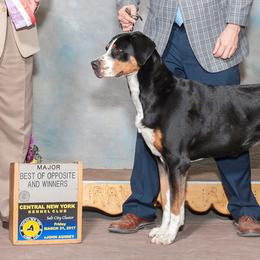 Greater Swiss Mountain Dogs from Majestic Woods Swisses