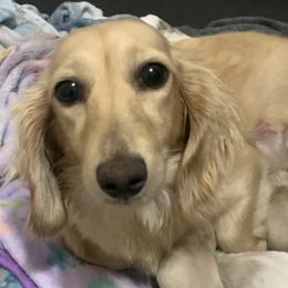 Biscuits - Dachshund