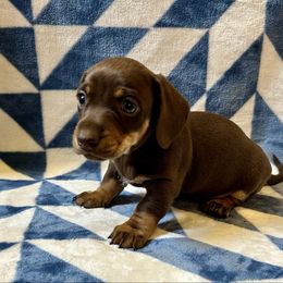 Arliss - Chocolate and tan male Dachshund puppy in Stilwell, Oklahoma from Mountain Top Dachshunds