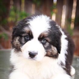 Australian Shepherd Puppies from Brit’s Australian Shepherds