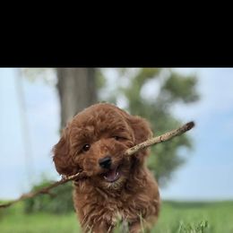 Goldendoodle and Poodle Puppies from French Creek Doodles