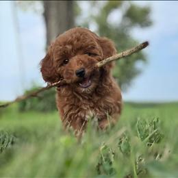 Goldendoodle and Poodle Puppies from French Creek Doodles