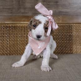 Jingle - Parti female Goldendoodle puppy in Warsaw, Ohio from Lovabledoodles