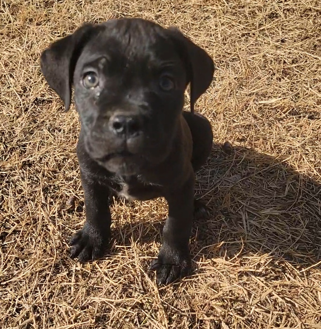 Cane Corso Puppies from Hardradas Dynasty Cane Corso