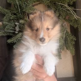 Shetland Sheepdog Puppies from Renegade Winds