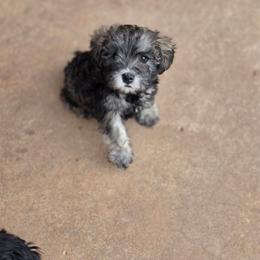 Vivien - Salt and pepper female Miniature Schnauzer puppy in Piedmont, Oklahoma from J&K's Miniature Schnauzers