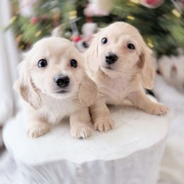 Willie - Cream male Dachshund puppy in Richmond, Virginia from Irresistible Dachshunds & Cavaliers