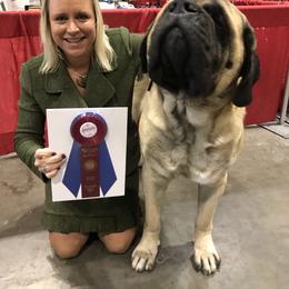 Mastiff and Nova Scotia Duck Tolling Retriever All Grown Up from Coopers Mastiffs