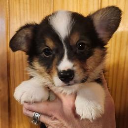 Foxy boy 3 - Black and tan male American Corgi puppy in Hampton, Tennessee from TC Farms Stock Dogs - Miniature Australian Shepherds
