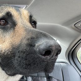 German Shepherds from Nosey Shepherds