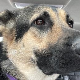 German Shepherds from Nosey Shepherds