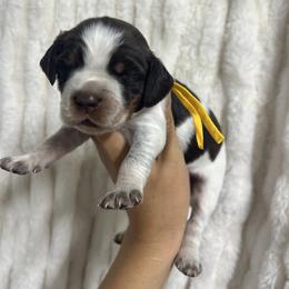 Yellow girl - Tri-Roan female English Springer Spaniel puppy in Fairfield, California from Goldridge Springers