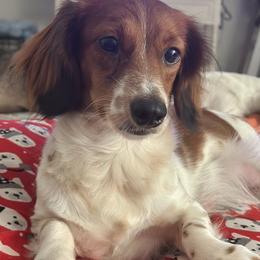 Kloe - Piebald female Dachshund puppy in Lakeland, Florida from Elite Doxies Florida
