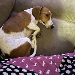 Athena - Dachshund
