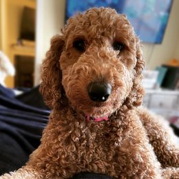Duchess  - Goldendoodle