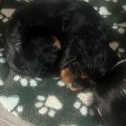 Girl 1 - Black and tan female Cavalier King Charles Spaniel puppy in Woodruff, Wisconsin from Cutesy Cavaliers