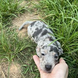 Presious - Dapple female Dachshund puppy in Roanoke, Alabama from Windsor Frenchie & Dachshunds