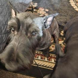 Ollie - Scottish Terrier