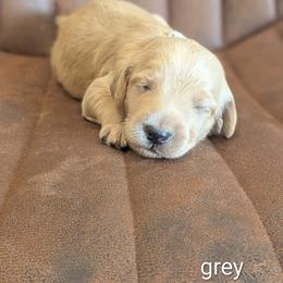 Grey - Apricot male Goldendoodle puppy in Prattville, Alabama from Jericho Junction Doodles and Poodles