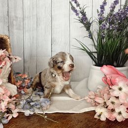 Aussiedoodle and Goldendoodle Puppies from Utah Faith Doodles