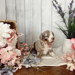 Aussiedoodle and Goldendoodle Puppies from Utah Faith Doodles