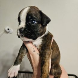 Boy 1 - Brindle male Boxer puppy in Piedmont, South Carolina from SmashBox Kennel