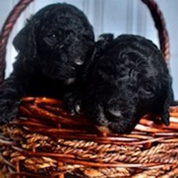 Goldendoodles from Southern Doodles