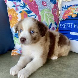 Merle - Red merle male Miniature Australian Shepherd puppy in Brookshire, Texas from P's Aussies