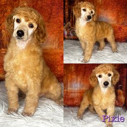 Lacewing - Red  Poodle puppy in Swansboro, North Carolina from Monarch Standard Poodles