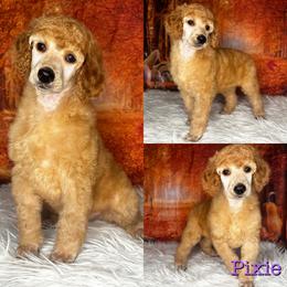 Lacewing - Red  Poodle puppy in Swansboro, North Carolina from Monarch Standard Poodles