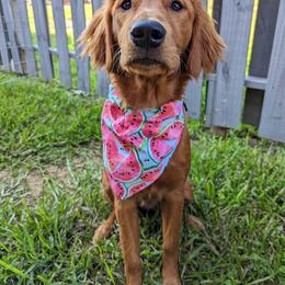 Goldendoodle and Golden Retriever All Grown Up from Seven Oaks Goldens and Doodles