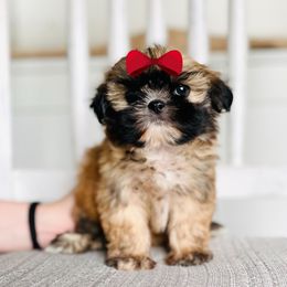 Girl 1 - Black gold and white female Shih Tzu puppy in Seguin, Texas from Dolled Up Shih Tzus