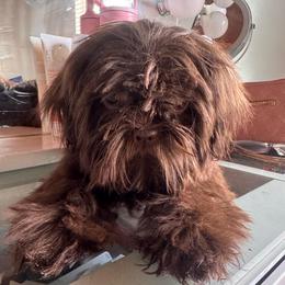 Pancake - Chocolate male Shih Tzu puppy in Azusa, California from RJ Shih Tzu lover