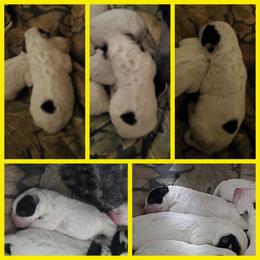 Lily - Blue female Australian Cattle Dog puppy in Monterey, Tennessee from Quarter Acre Farms