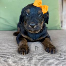 Opal - Tri-color female Bernedoodle puppy in Comanche, Texas from Central Texas Doodles, LLC.