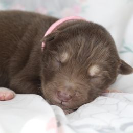 Latte - Red and white female Alaskan Malamute puppy in Independence, Virginia from New River Valley Malamutes