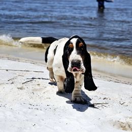 Bandit - Basset Hound
