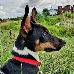 Nado - Rat Terrier