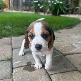 Peach - Black white and tan female Beagle puppy in Sacramento, California from Alton Beagles