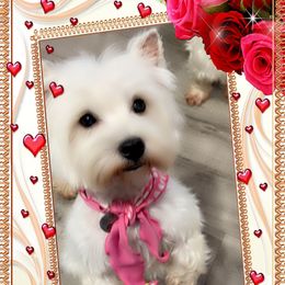 Maddie - West Highland White Terrier