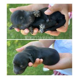 Boy 2 - Black and tan male Dachshund puppy in Orem, Utah from Miekca’s Dachshunds