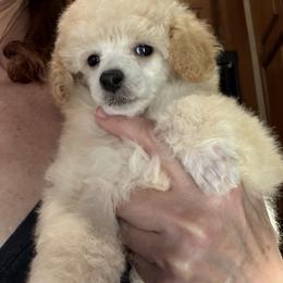 Beth - White female Poodle puppy in Birmingham, Alabama from Stormborn
