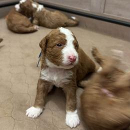 Apple Jack - Blue Collar - Red male Double Doodle puppy in Rowlett, Texas from Parrish Precious Ones Texas