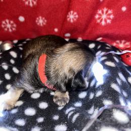 Shih Tzu Puppies from D’s Shih Tzu