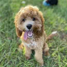 Sophie - Cockapoo