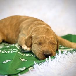 Mr. Green - Apricot male Australian Labradoodle puppy in Wake Forest, North Carolina from Lucky Country Labradoodles