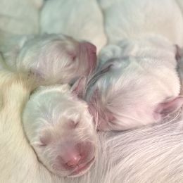 Golden Retriever Puppies from Lowcountry Goldens
