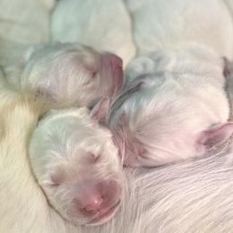 Golden Retriever Puppies from Lowcountry Goldens