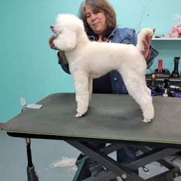 Kandy - Poodle